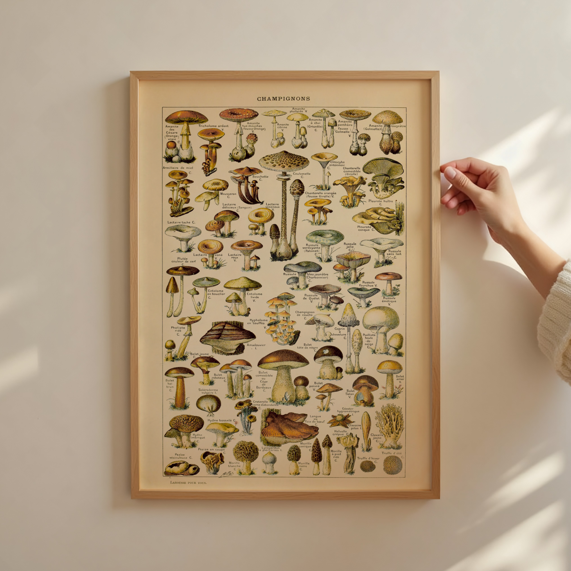 Follygraph poster, chart, infographic, kitchen print, yoga poster, stock market technical analysis, coffee guide, yoga asanas